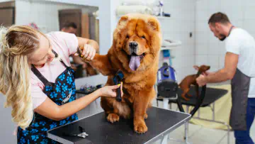 Pet groomers treating dogs